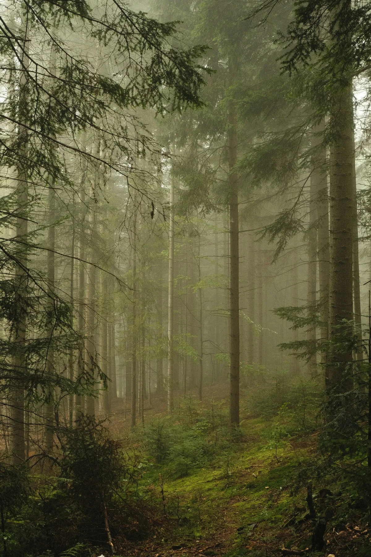 Quiet trees in a misty forest